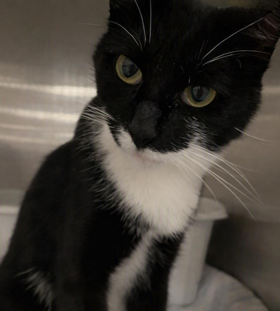 Enlarge Ozzie, a Adopted Domestic Short Hair in Morganton, NC image 1/4