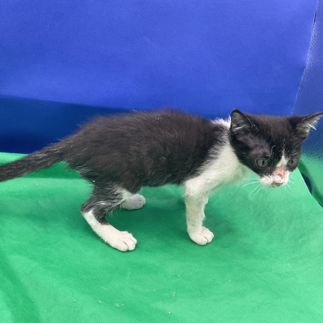 Lil Ranger, Adoptable, Kitten Male Domestic Short Hair.