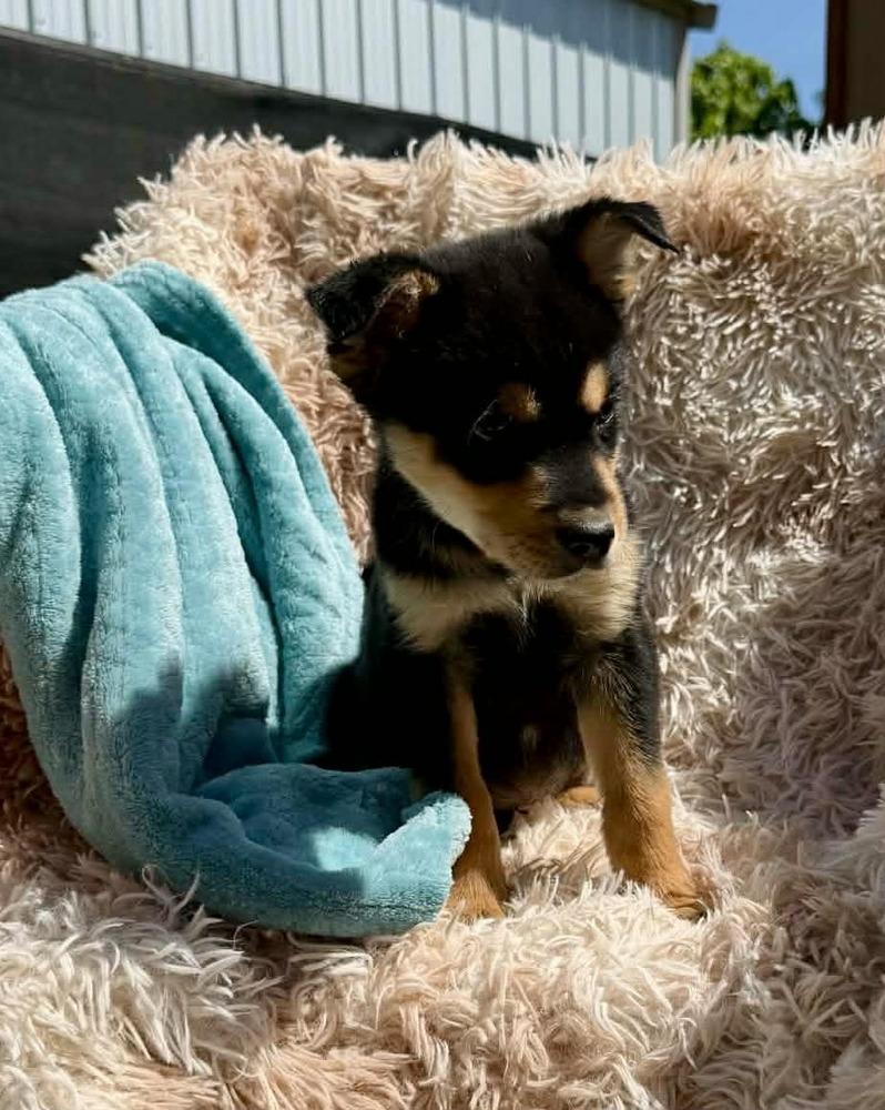 Sprig #5220, Adoptable, Puppy Male Australian Shepherd.