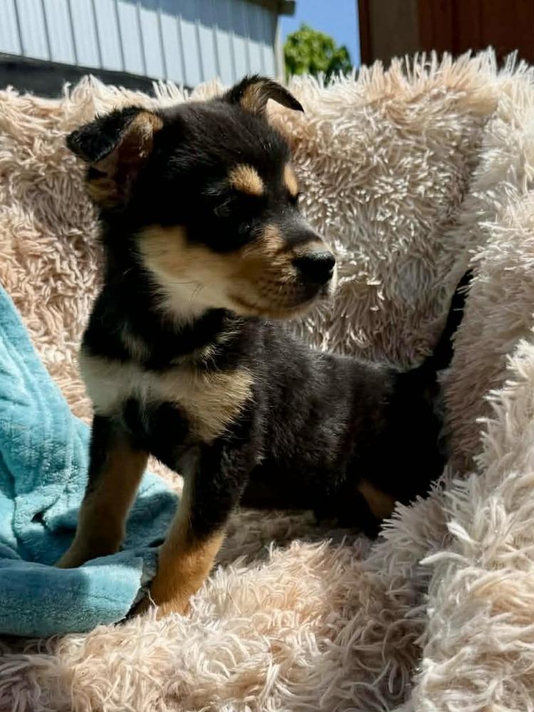 Enlarge Sprig #5220, a Adoptable mixed breed in Pittsburgh, PA image 2/6