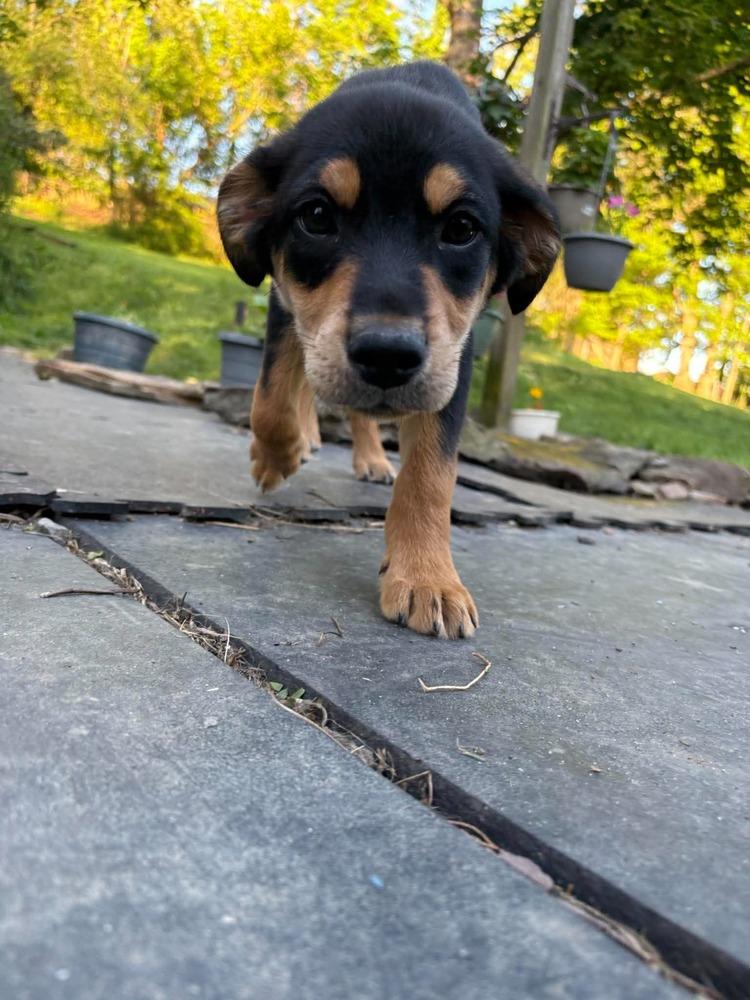 Enlarge Sprig #5220, a Adoptable mixed breed in Pittsburgh, PA image 3/6