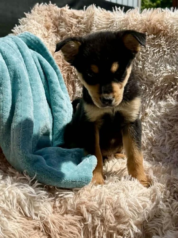 Enlarge Sprig #5220, a Adoptable mixed breed in Pittsburgh, PA image 5/6
