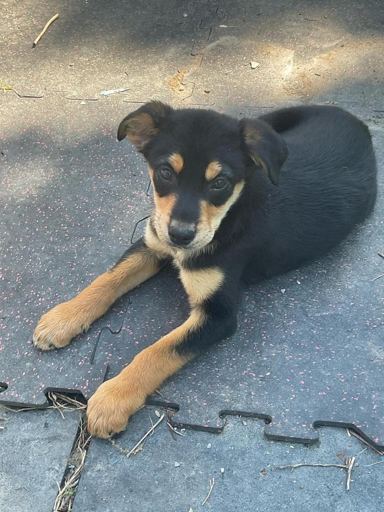 Enlarge Sprig #5220, a Adoptable mixed breed in Pittsburgh, PA image 6/6