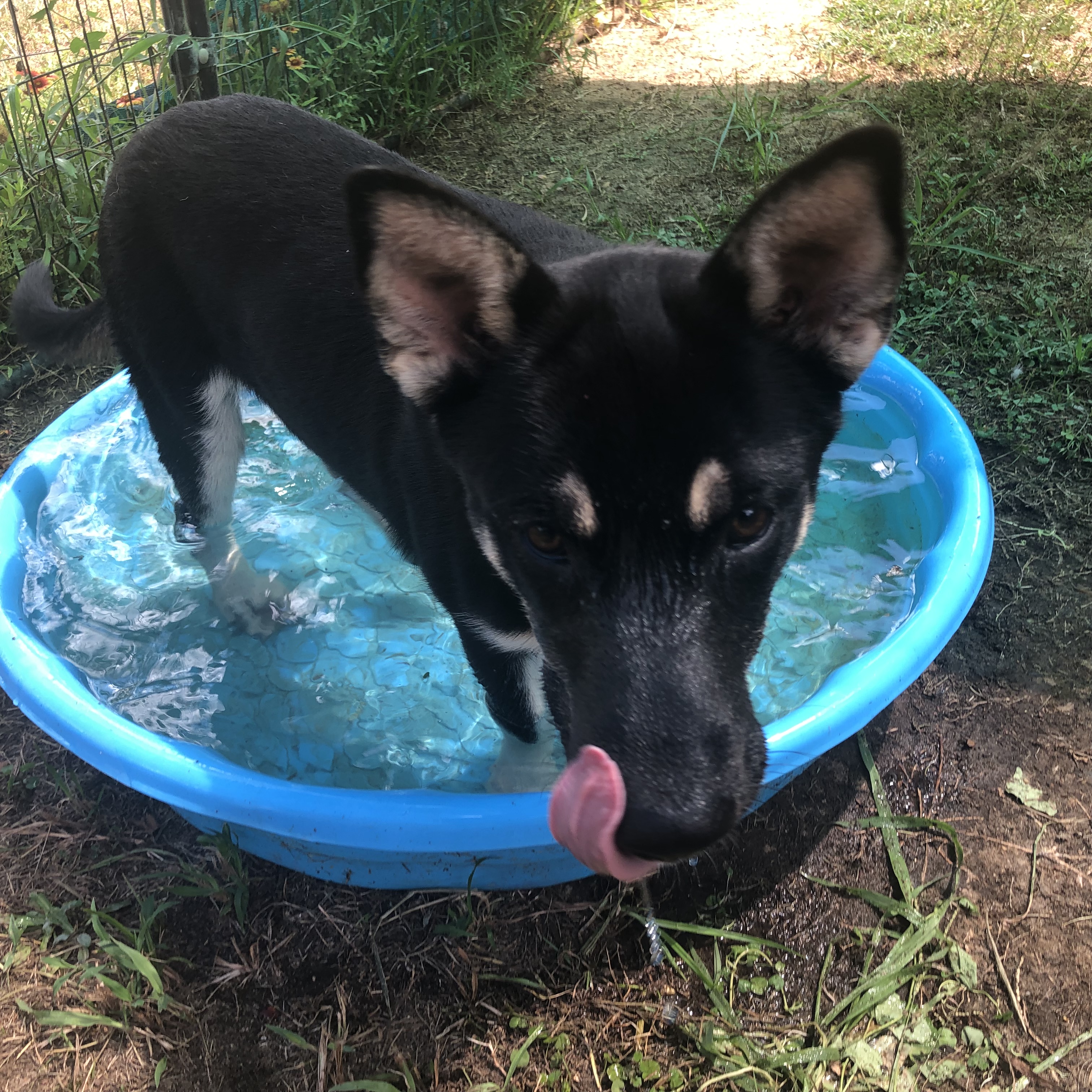 Lyndon, a Adopted German Shepherd Dog in Willis, TX image 1/4
