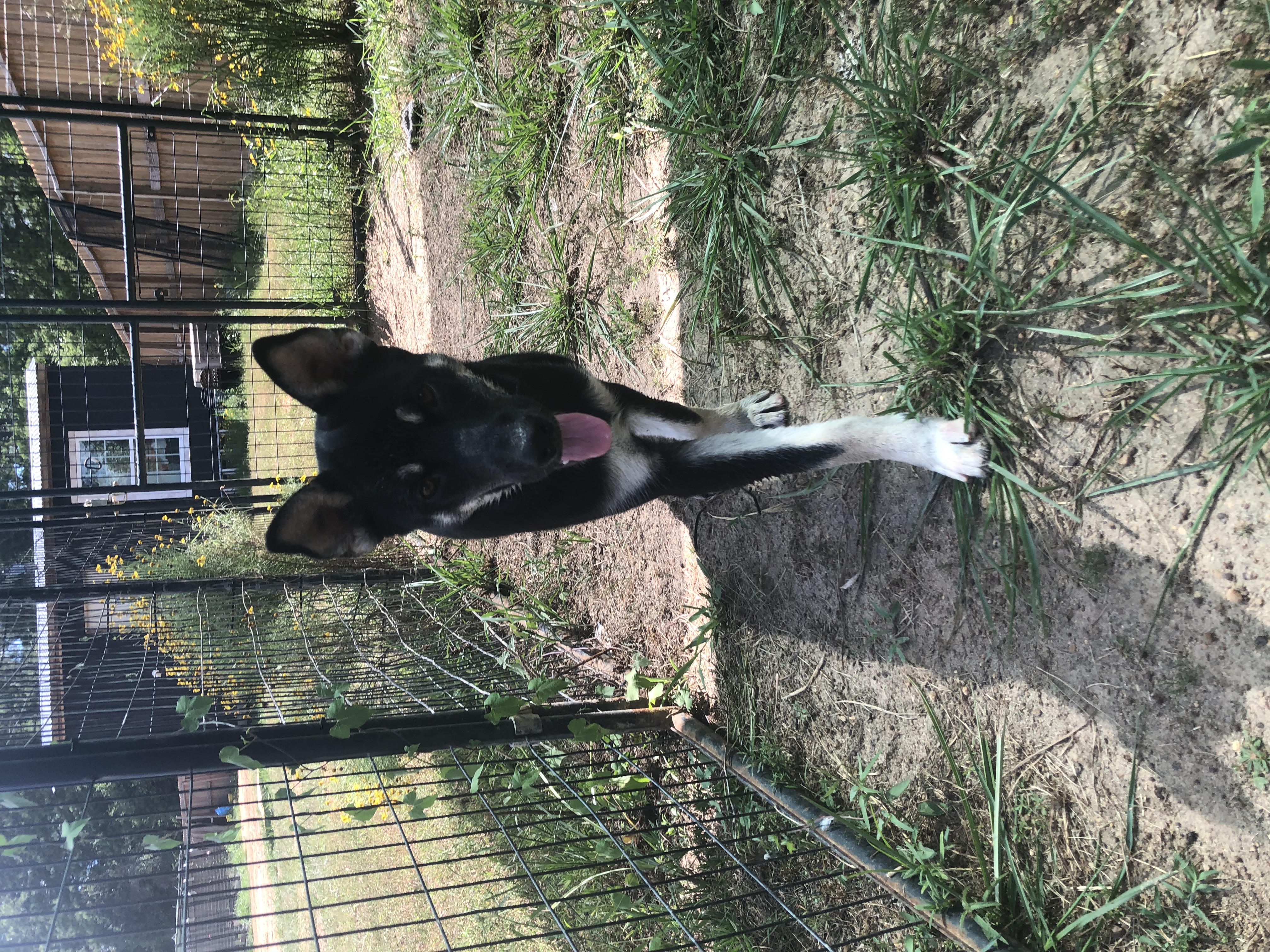 Lyndon, a Adopted German Shepherd Dog in Willis, TX image 2/4
