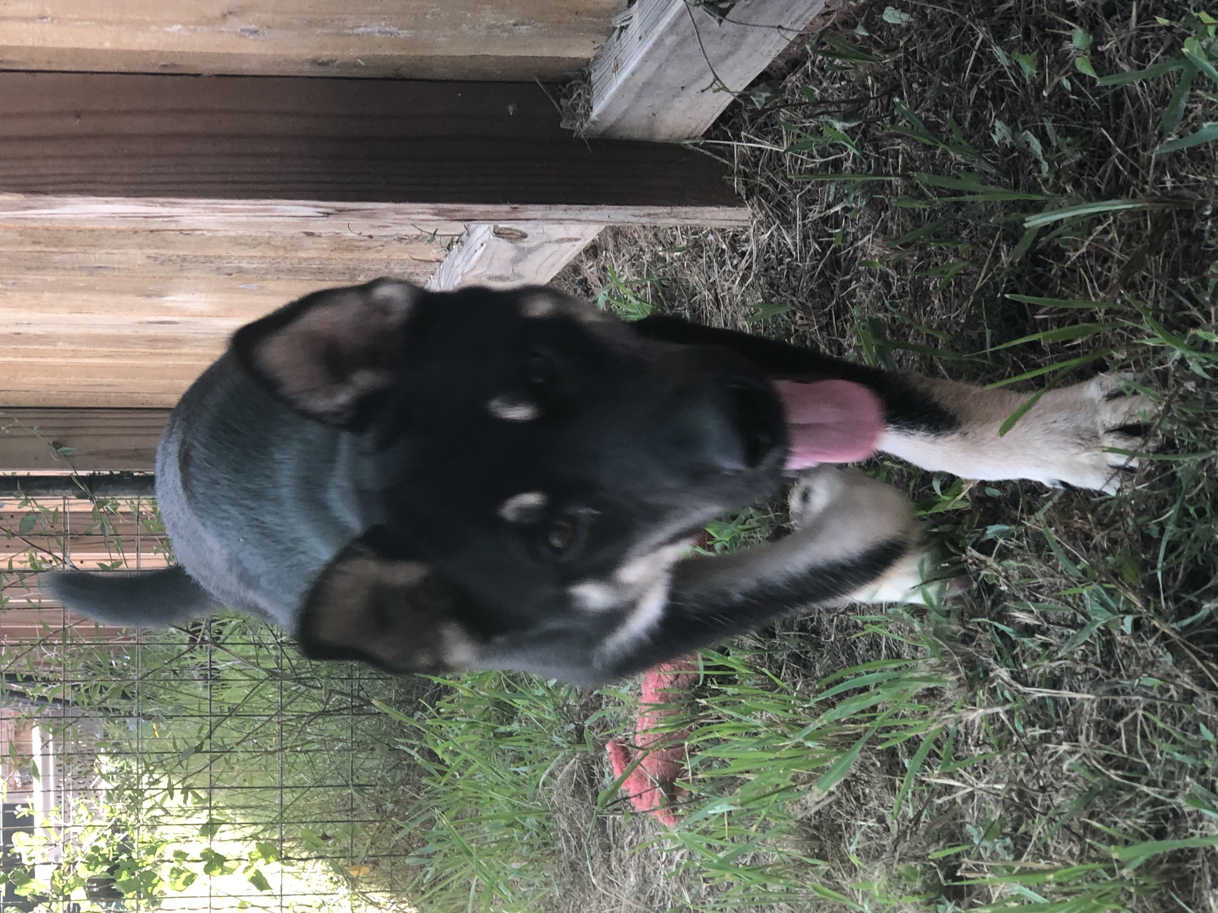 Lyndon, a Adopted German Shepherd Dog in Willis, TX image 4/4