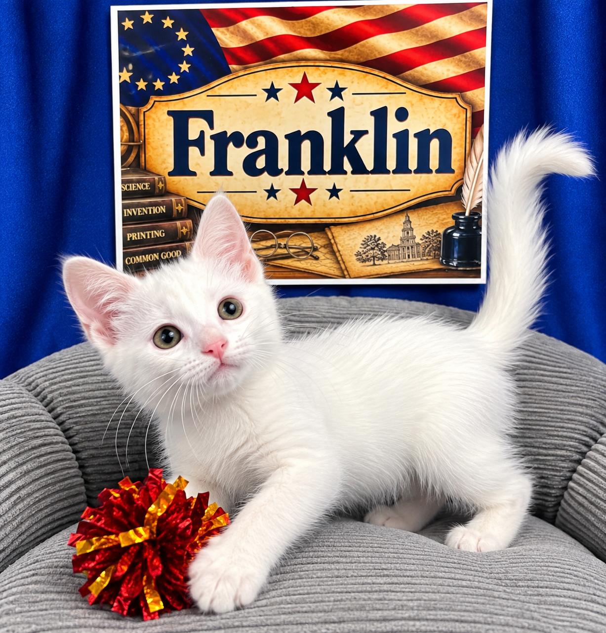 Franklin, Adoptable, Kitten Male Domestic Short Hair.