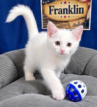 Enlarge Franklin, a Adoptable Domestic Short Hair in Goodlettsville, TN image 2/3