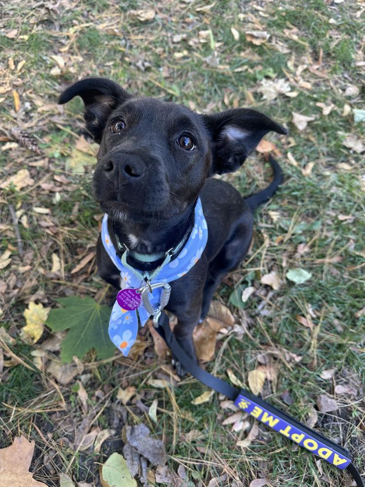 Glam, a Adoptable mixed breed in Manhattan, NY image 1/3