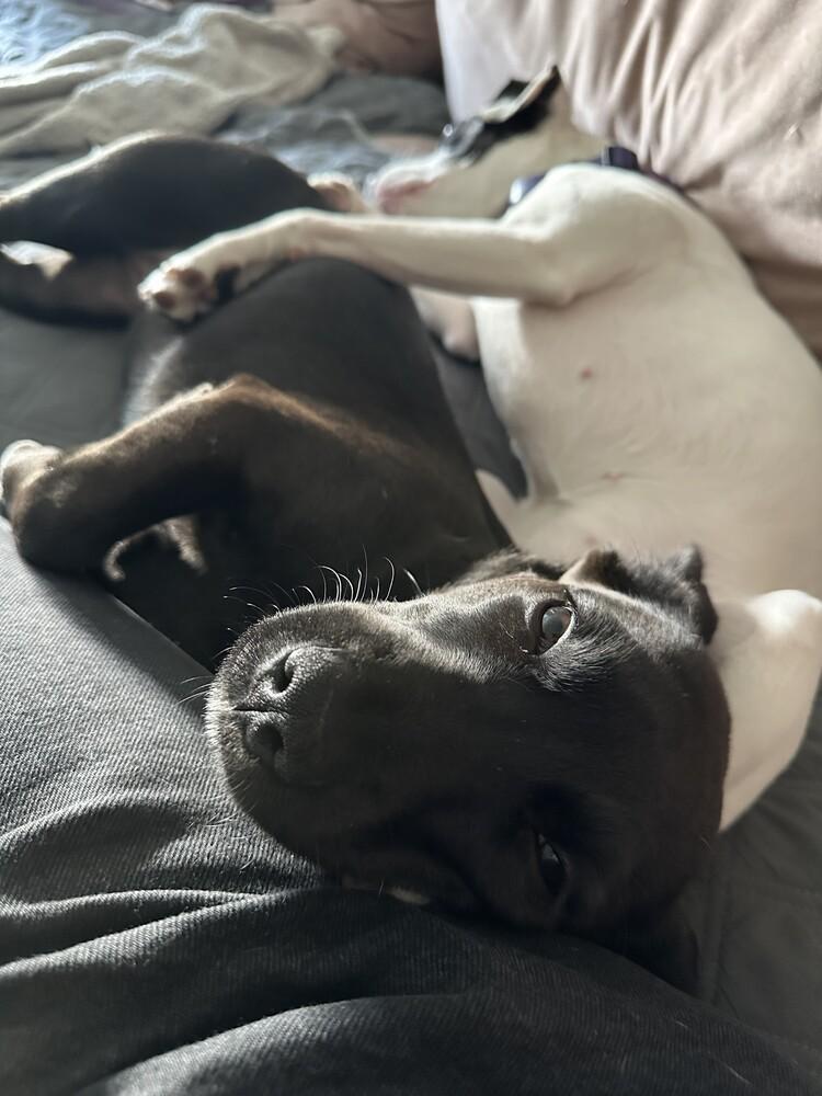 Glam, a Adoptable mixed breed in Manhattan, NY image 2/3