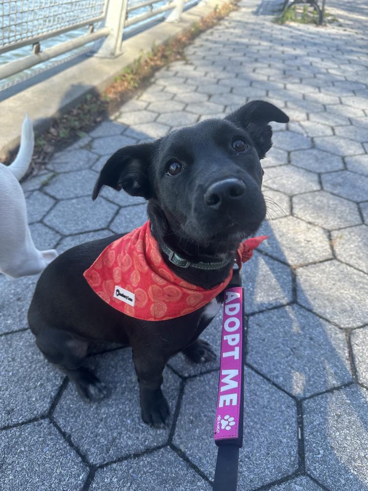 Glam, a Adoptable mixed breed in Manhattan, NY image 3/3