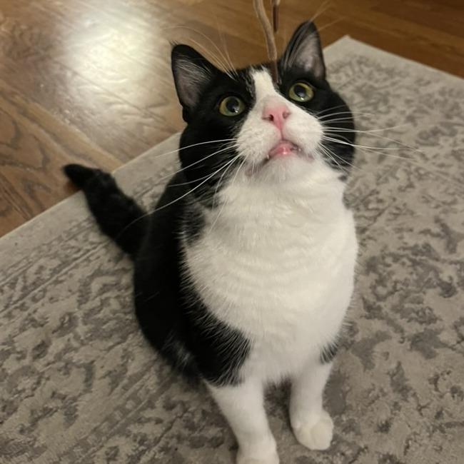 Otto, a Adoptable Domestic Short Hair in Chicago, IL image 1/5