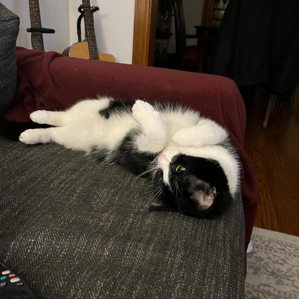 Otto, a Adoptable Domestic Short Hair in Chicago, IL image 3/5