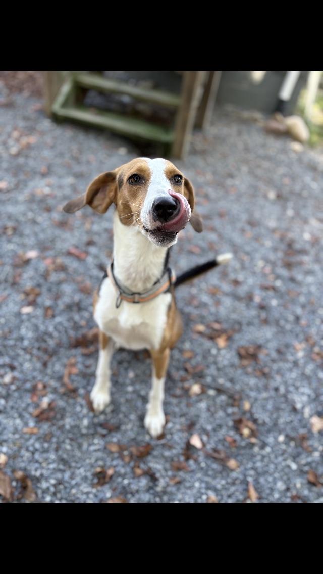 Cookie, an adoptable American Foxhound, Harrier in Manhasset, NY, 11030 | Photo Image 2