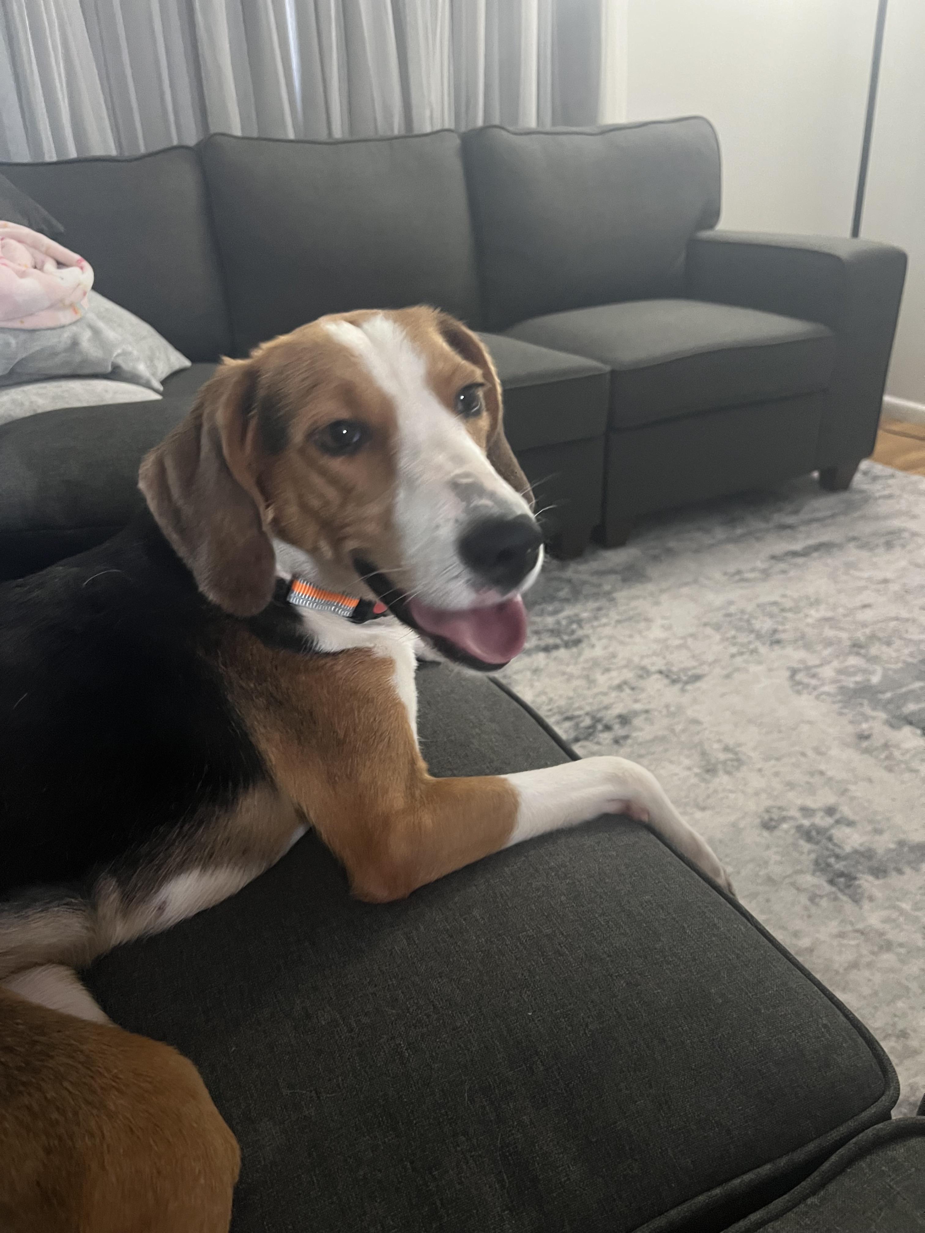 Cookie, an adoptable American Foxhound, Harrier in Manhasset, NY, 11030 | Photo Image 6