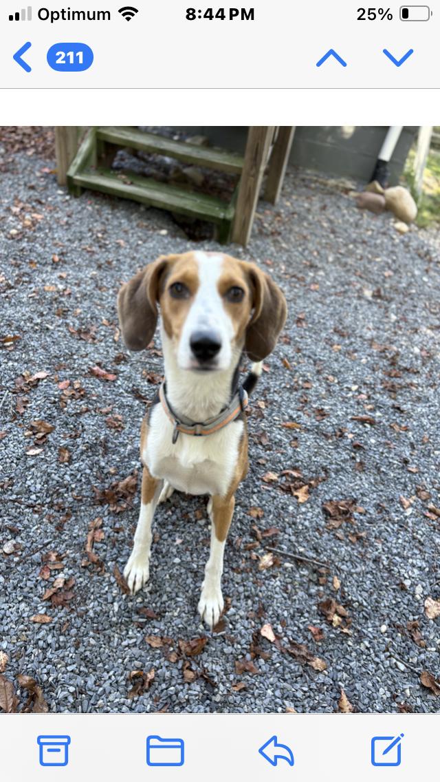 Cookie, an adoptable American Foxhound, Harrier in Manhasset, NY, 11030 | Photo Image 5