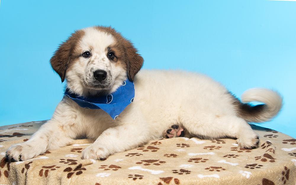 Draco, an adopted mixed breed in Utica, NY image 5/5
