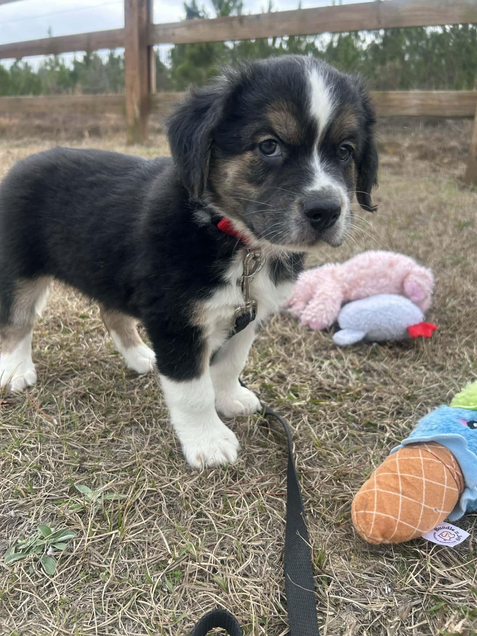 Fargo, Adoptable, Puppy Male Mixed Breed.