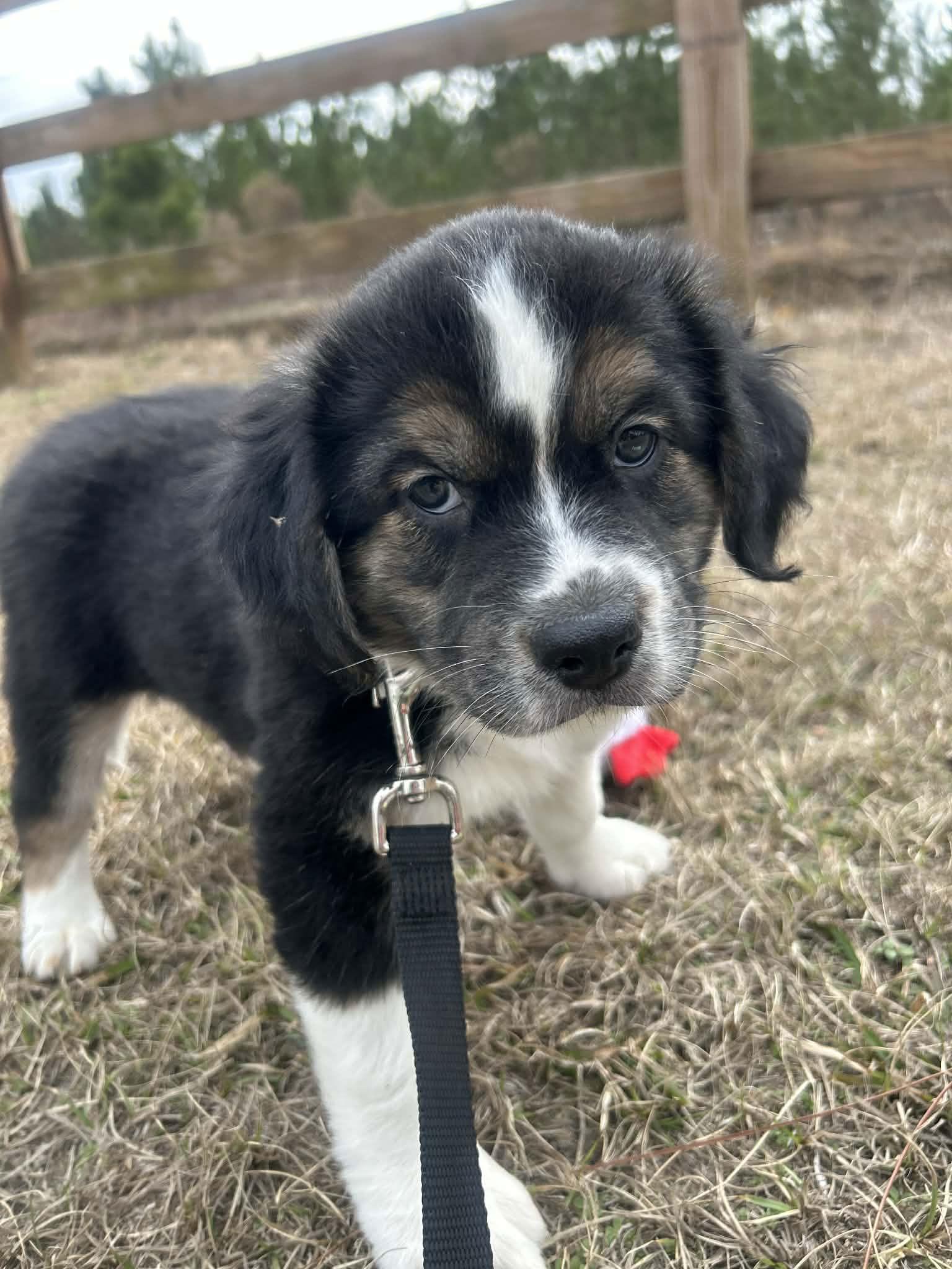 Enlarge Fargo, a Adoptable Mixed Breed in Tarrytown, GA image 3/3