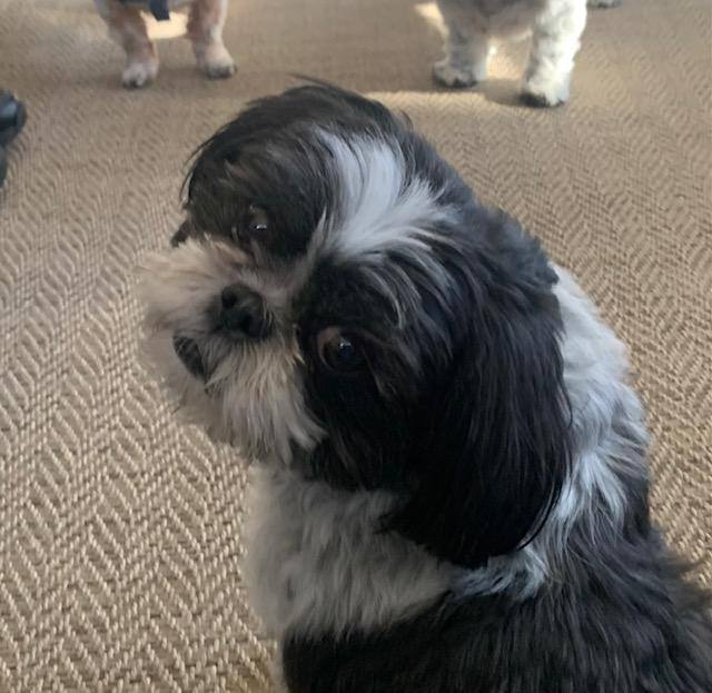 Ellie, Adopted, Adult Female Shih Tzu.
