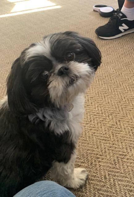 Ellie, a Adopted Shih Tzu in Chanute, KS image 3/3