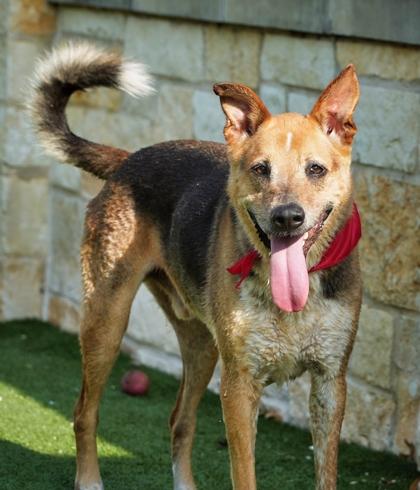Enlarge Ranger, a Adoptable mixed breed in North Richland Hills, TX image 1/3