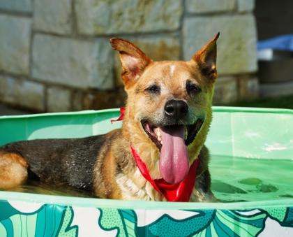 Enlarge Ranger, a Adoptable mixed breed in North Richland Hills, TX image 2/3
