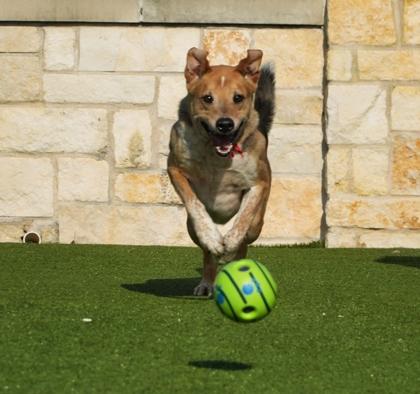 Enlarge Ranger, a Adoptable mixed breed in North Richland Hills, TX image 3/3