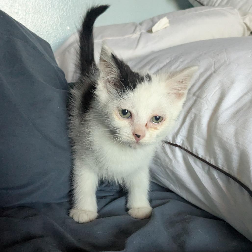 Duchess, Adoptable, Kitten Female Domestic Short Hair.