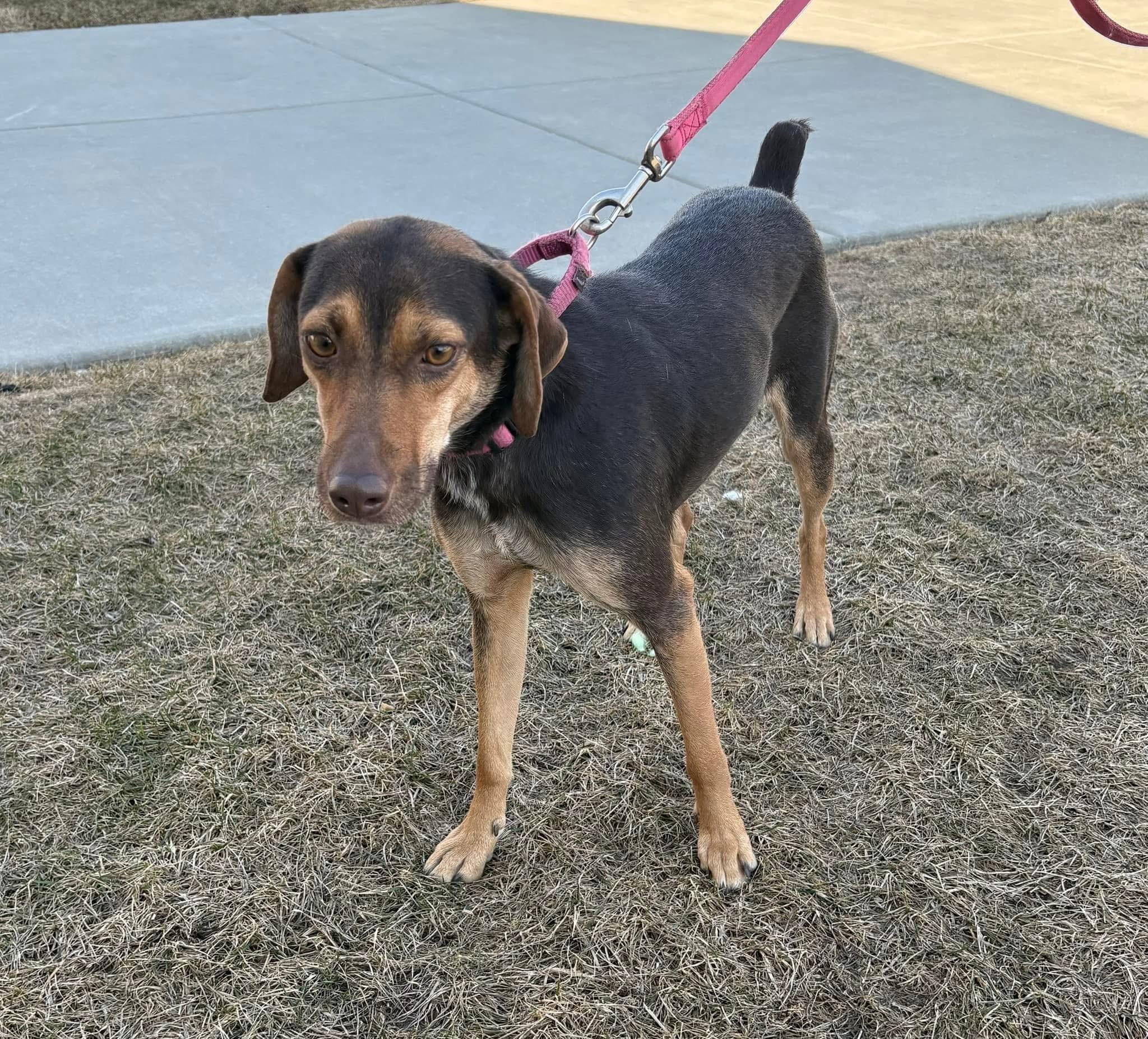 Enlarge Brandy, an adoptable mixed breed in Orland Park, IL image 2/5