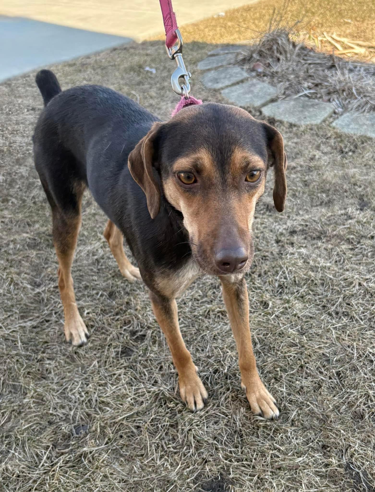 Enlarge Brandy, an adoptable mixed breed in Orland Park, IL image 3/5