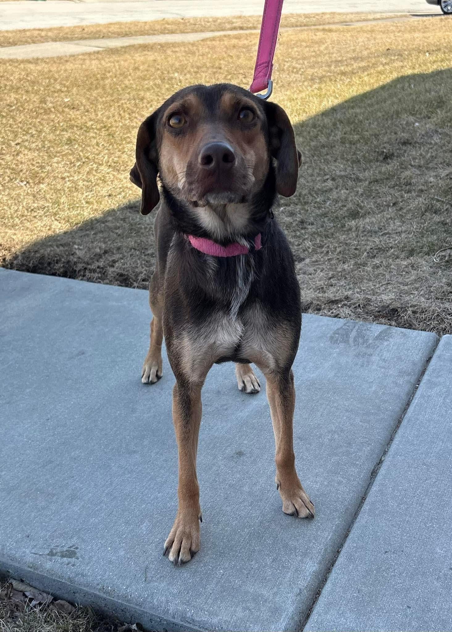 Enlarge Brandy, an adoptable mixed breed in Orland Park, IL image 4/5
