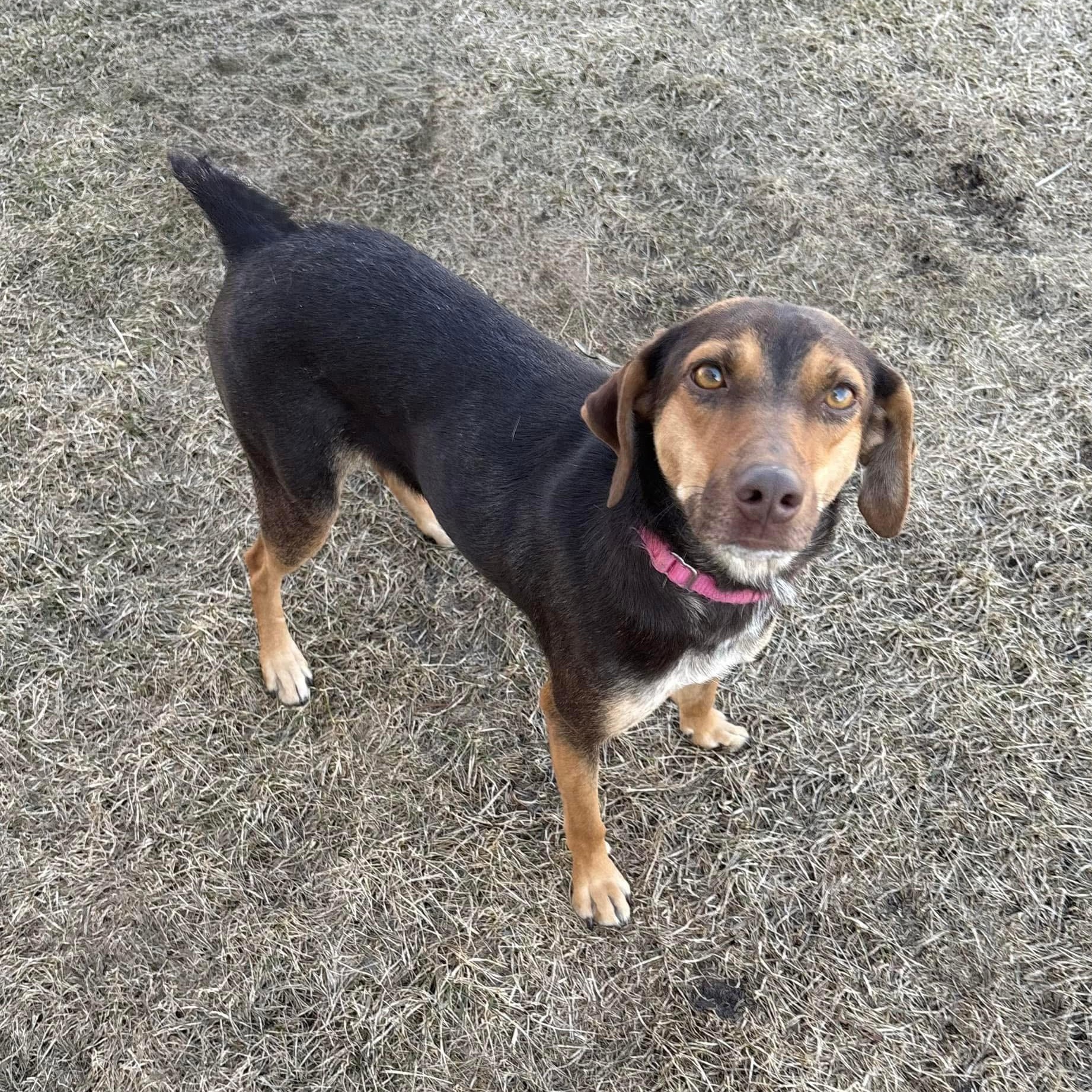 Enlarge Brandy, an adoptable mixed breed in Orland Park, IL image 5/5