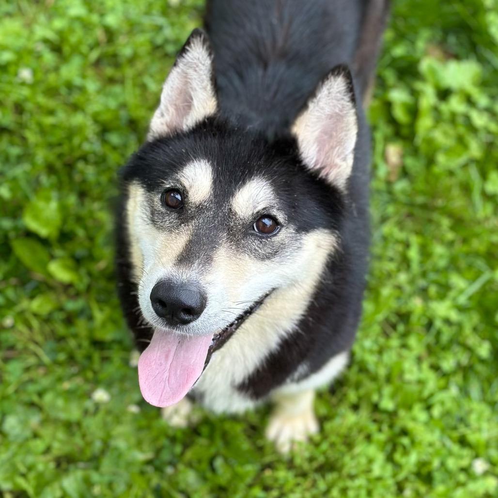 Enlarge Maleficent, a Adoptable Husky in Warrensburg, MO image 1/6