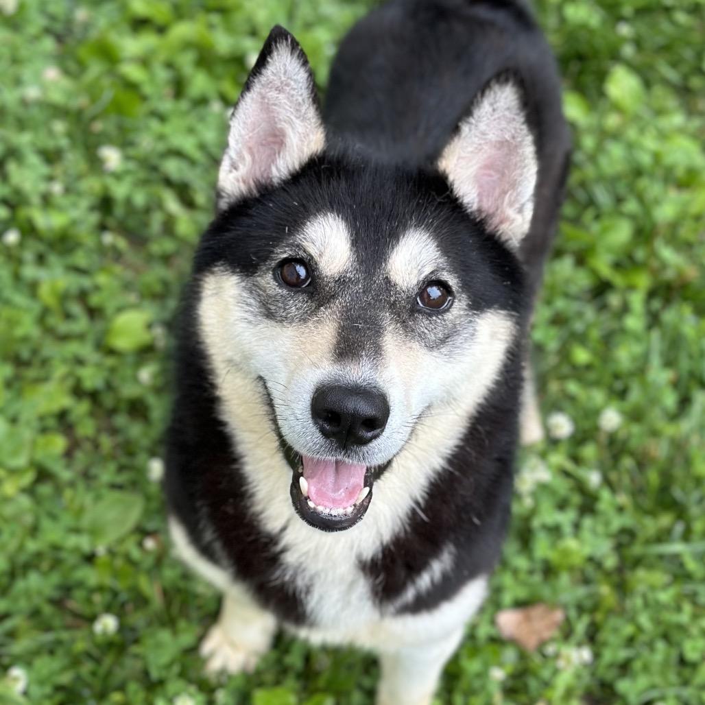 Enlarge Maleficent, a Adoptable Husky in Warrensburg, MO image 3/6