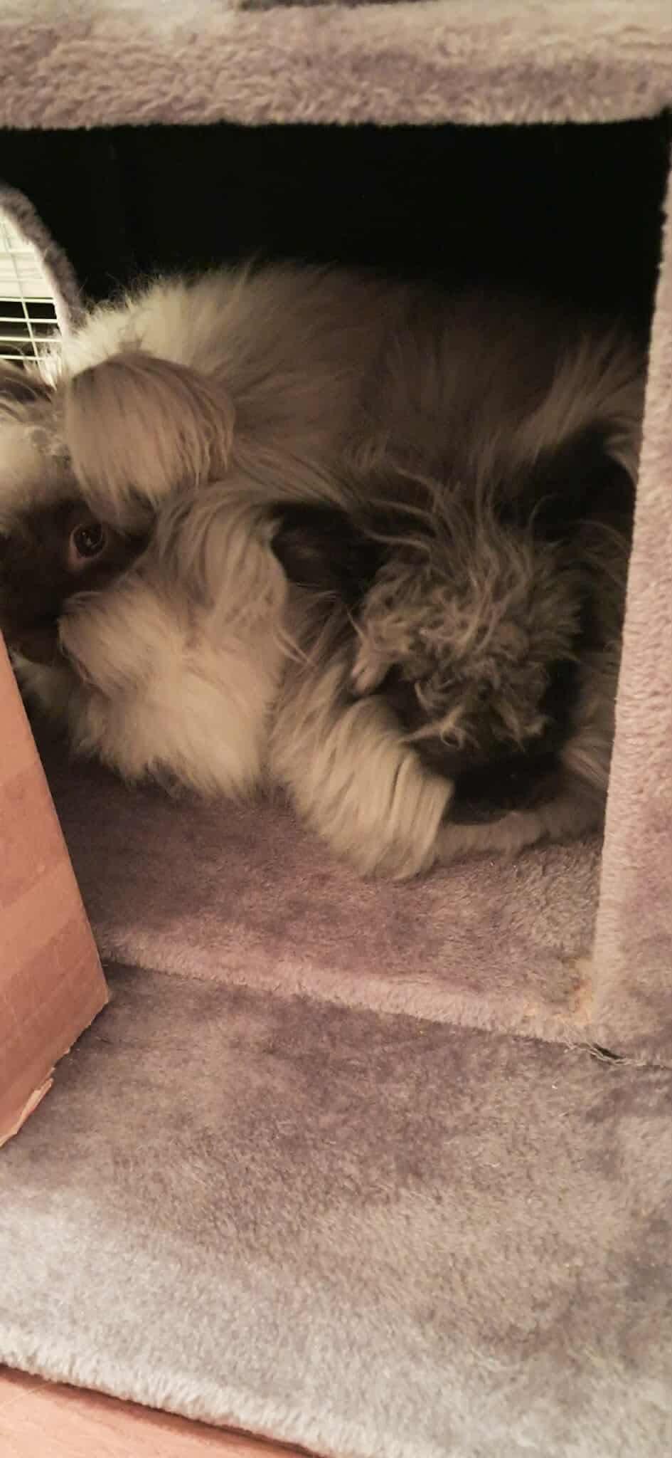 Enlarge Janet & Rita (bonded sisters), a Adoptable Angora Rabbit in Huntsville, AL image 2/5