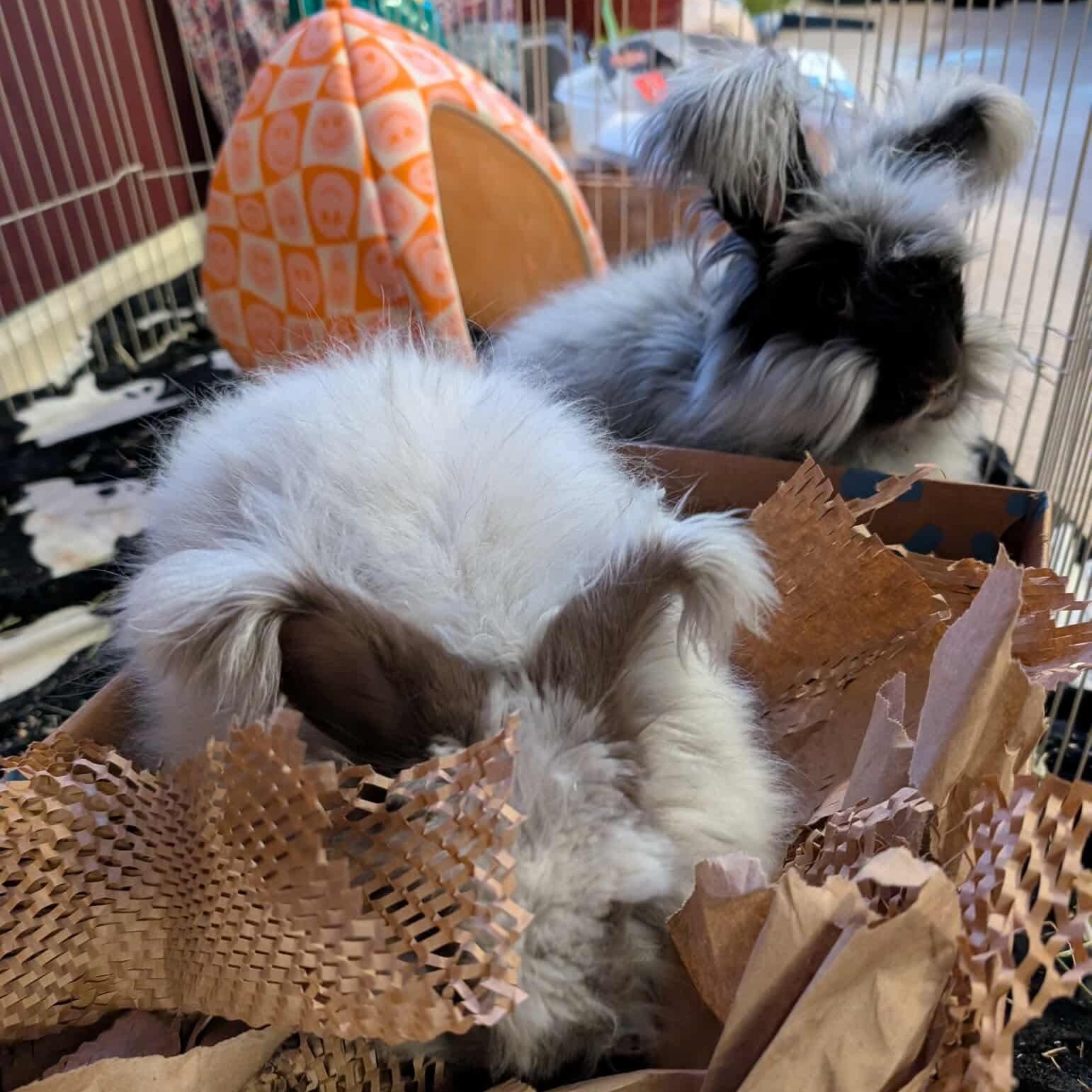 Enlarge Janet & Rita (bonded sisters), a Adoptable Angora Rabbit in Huntsville, AL image 3/5