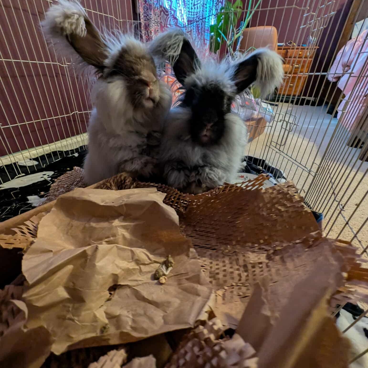 Enlarge Janet & Rita (bonded sisters), a Adoptable Angora Rabbit in Huntsville, AL image 4/5