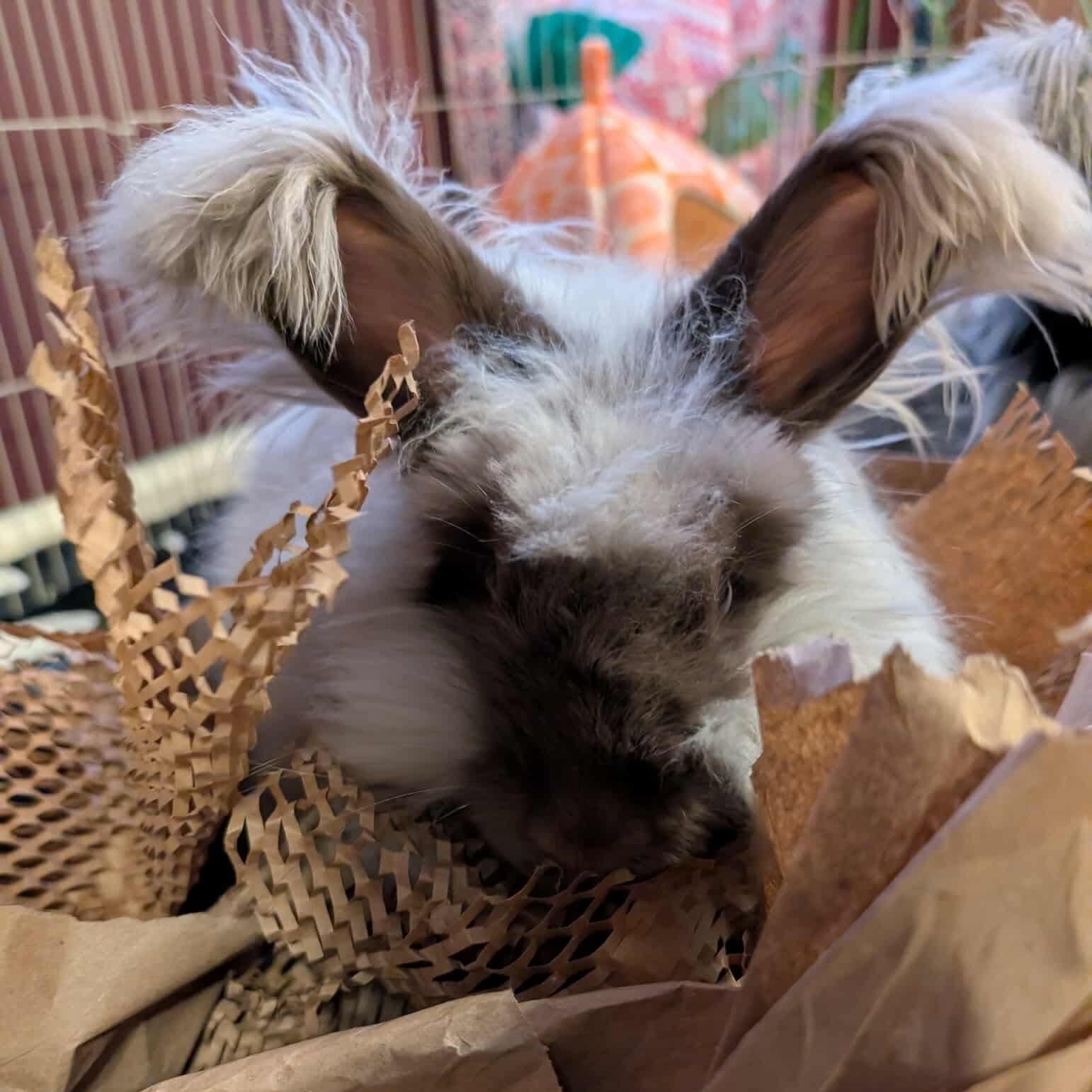 Enlarge Janet & Rita (bonded sisters), a Adoptable Angora Rabbit in Huntsville, AL image 5/5