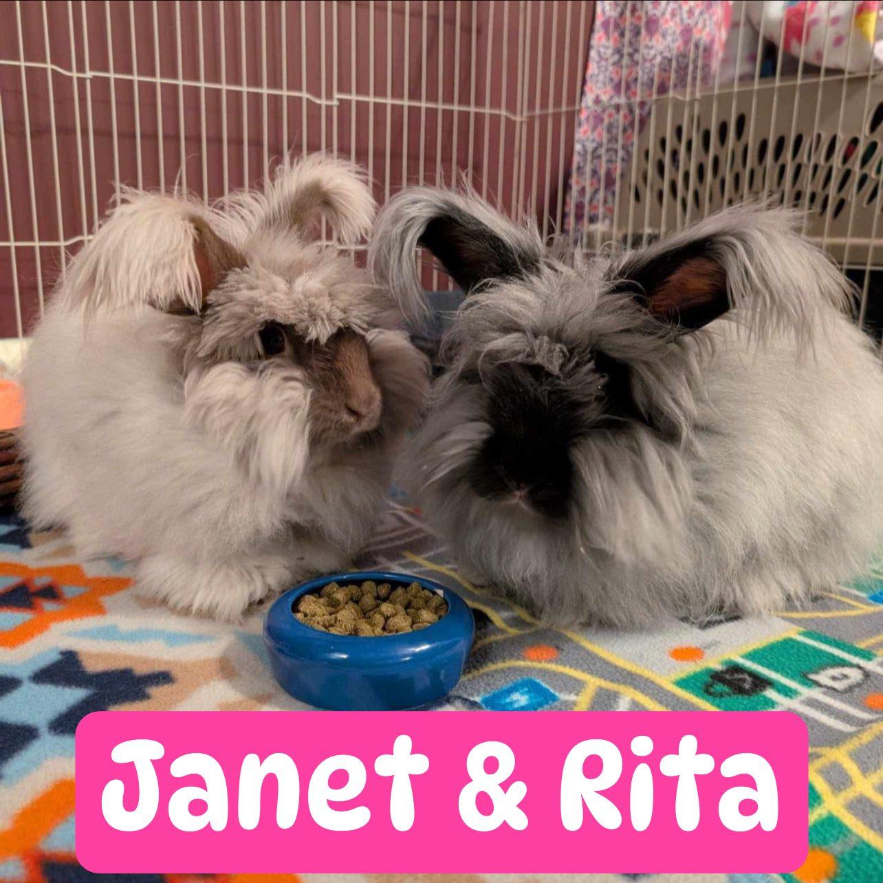 Enlarge Janet & Rita (bonded sisters), a Adoptable Angora Rabbit in Huntsville, AL image 1/5