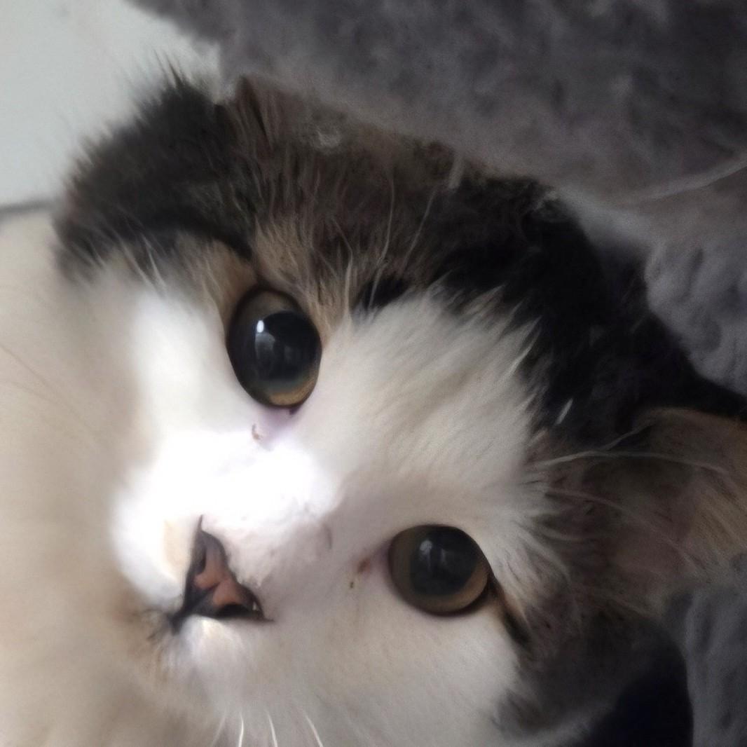 Spicey, Adopted, Young Female Domestic Medium Hair.