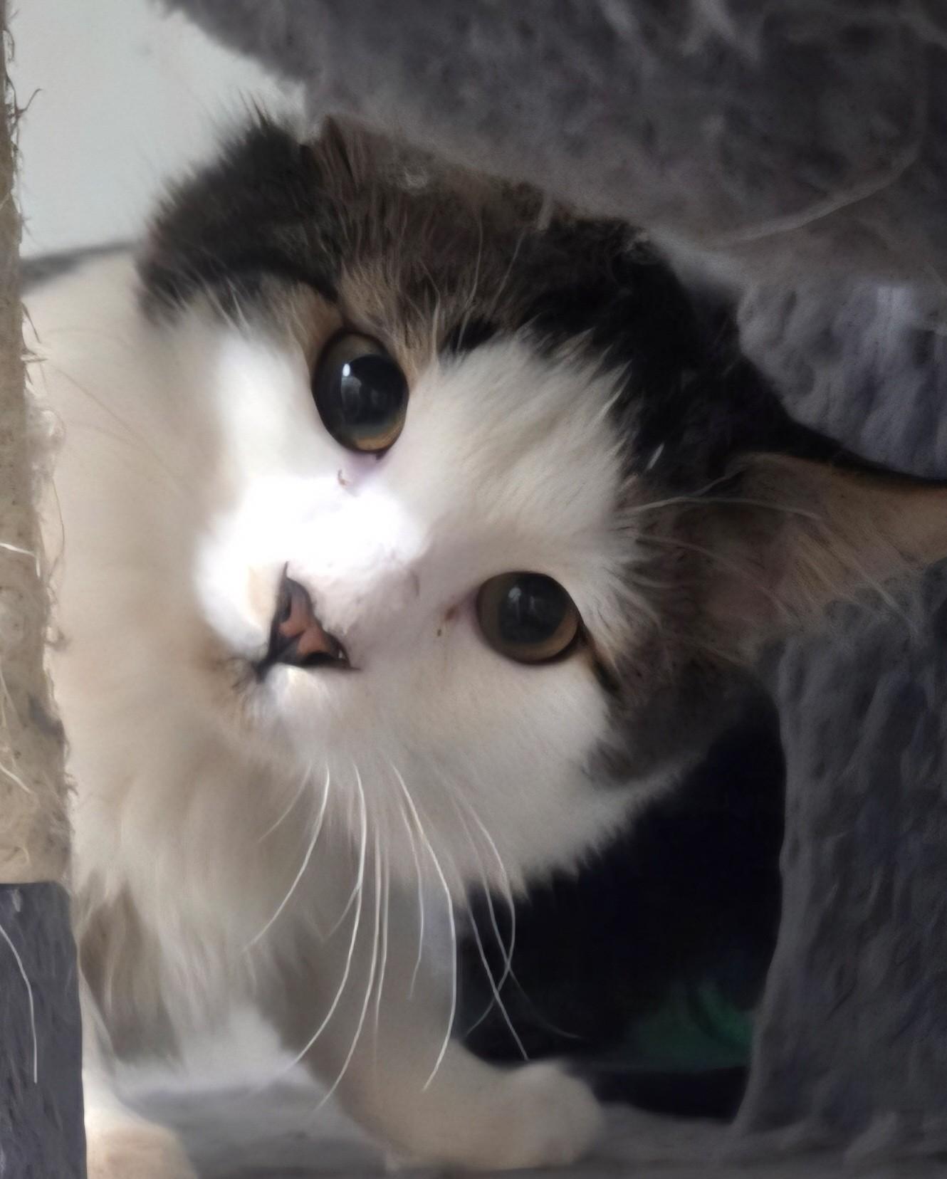 Enlarge Spicey, a Adopted mixed breed in Buhl, ID image 2/2