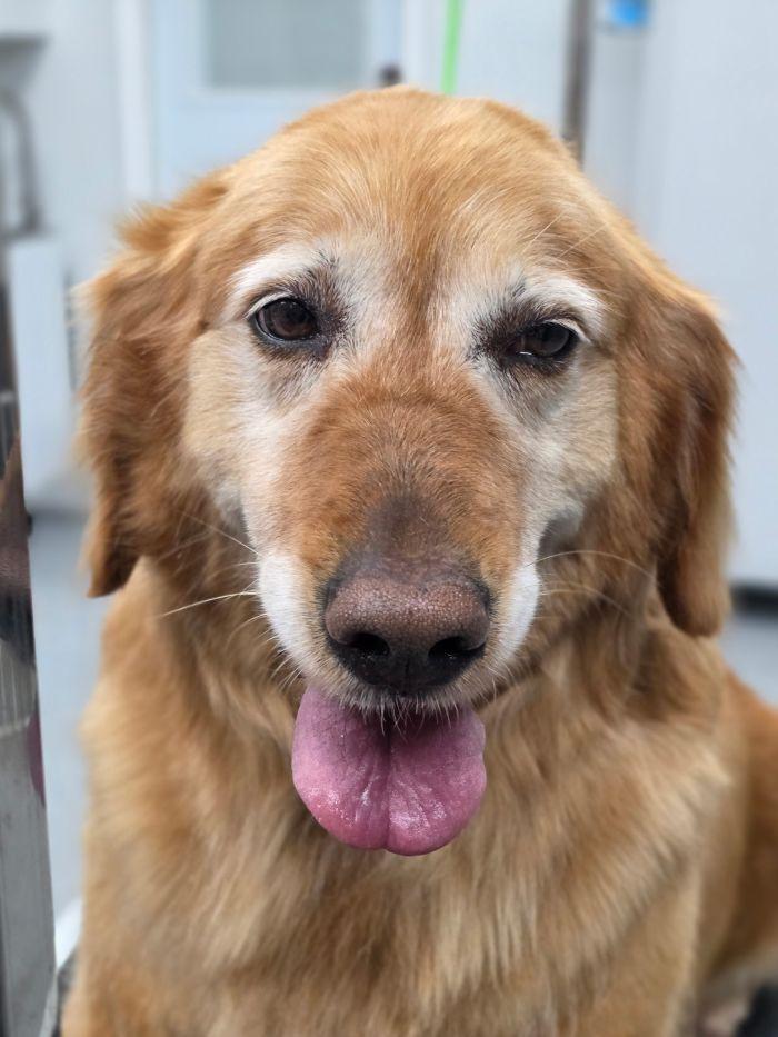 Kelly, Adoptable, Adult Female Golden Retriever.