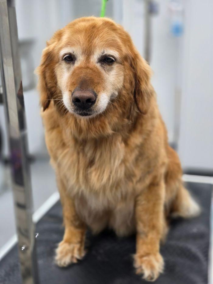 Kelly, a Adoptable Golden Retriever in Bath, OH image 2/2