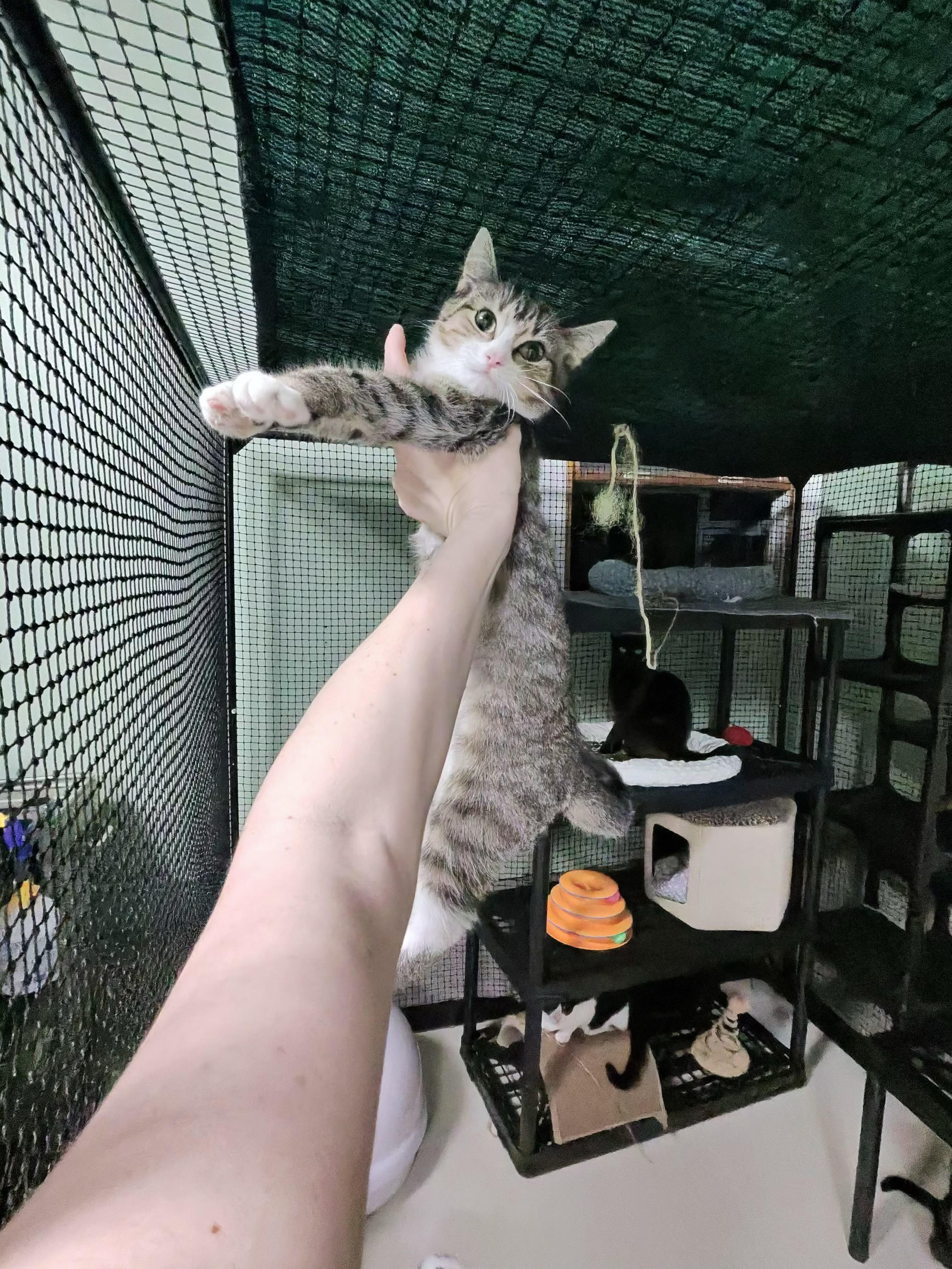 Enlarge Monsey 2 Tabby F, a Adoptable Domestic Short Hair in West Nyack, NY image 3/3