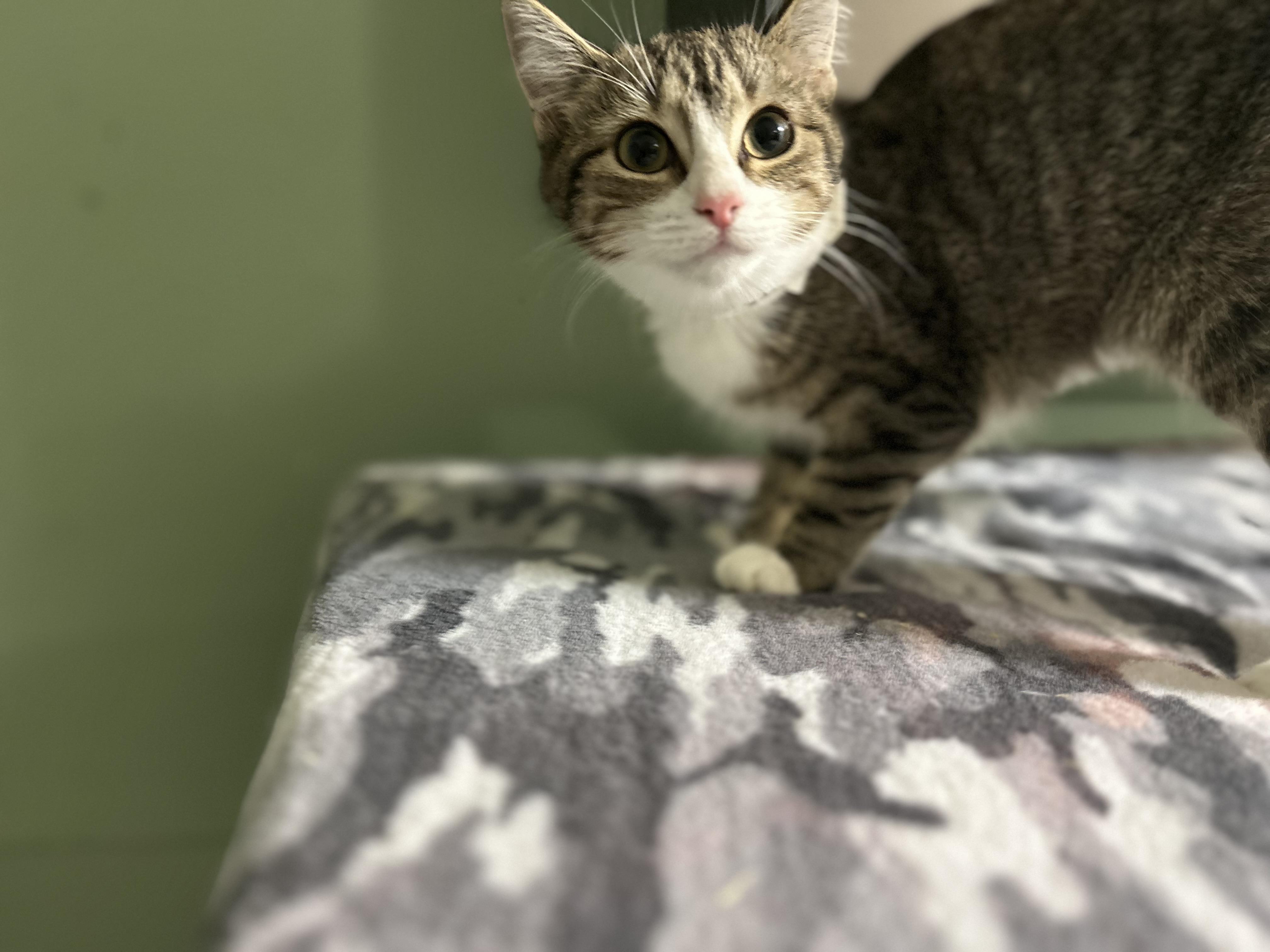 Enlarge Monsey 2 Tabby F, a Adoptable Domestic Short Hair in West Nyack, NY image 2/3