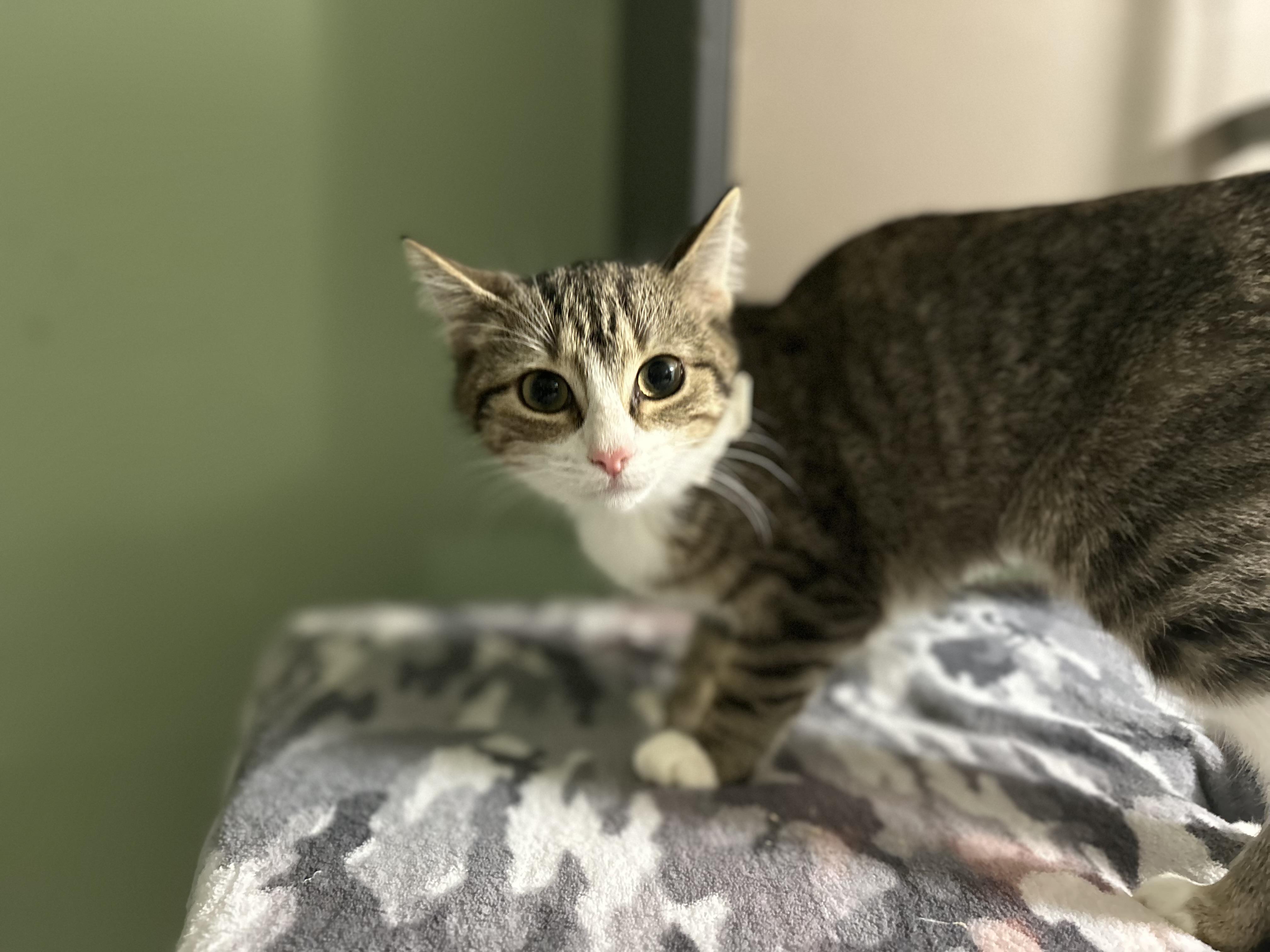 Monsey 2 Tabby F, Adoptable, Young Female Domestic Short Hair.
