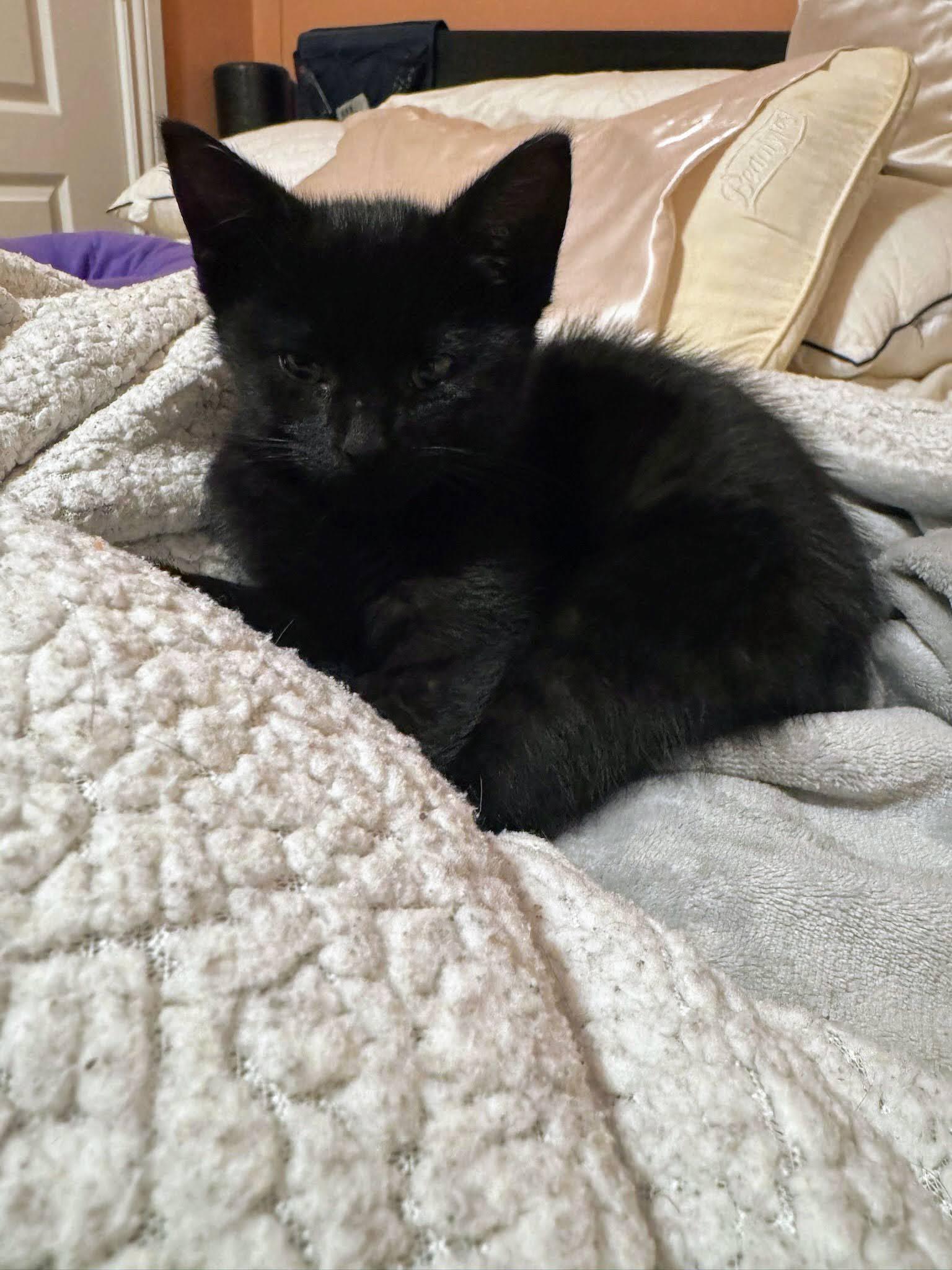 Enlarge Tiffany, an adopted American Shorthair in Brooklyn, NY image 3/5