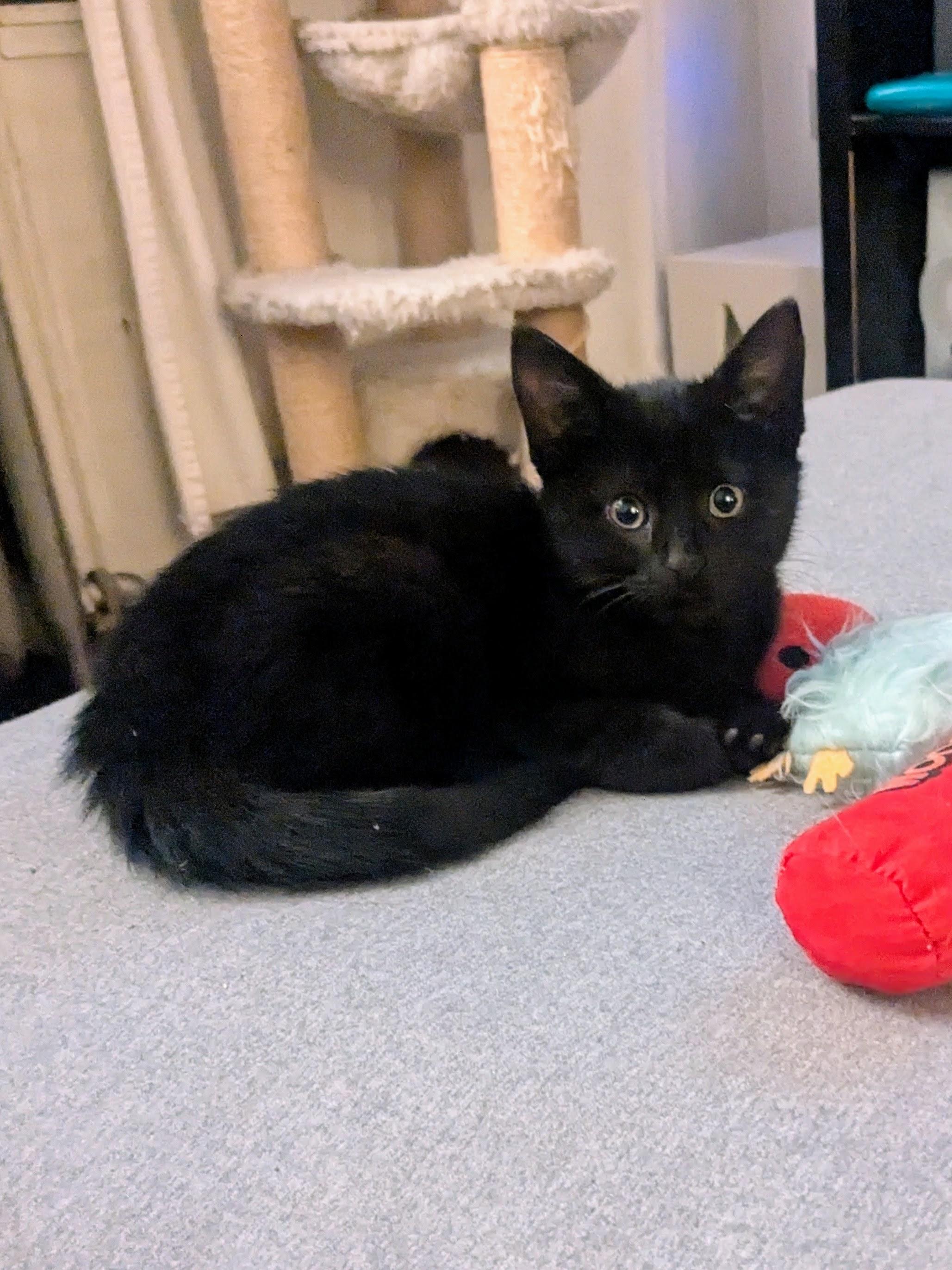 Enlarge Tiffany, an adopted American Shorthair in Brooklyn, NY image 4/5