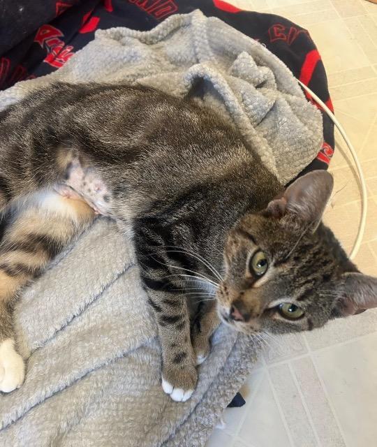 Fawn, Adoptable, Adult Female Domestic Short Hair.